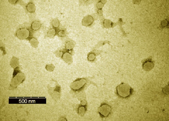 Yeni Nanoparçacıklı Aşı, Fareleri Altı Grip Suşundan Koruyor