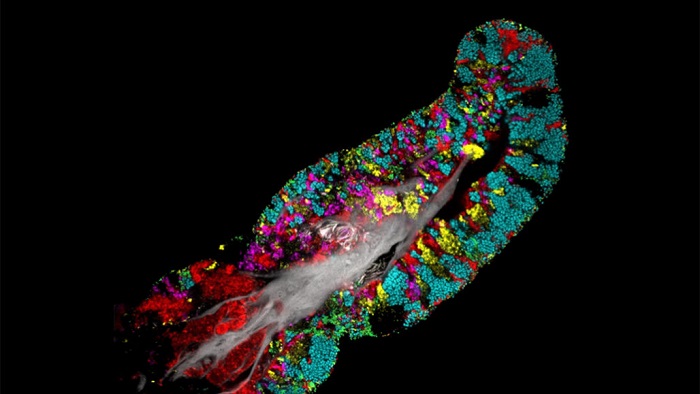 Dil Hücrelerinizde Bakteriler Yaşar