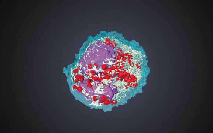 Organoid Hücre Atlası