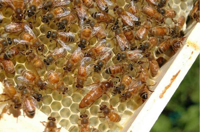Bal Arıları Kademeli Koku Alma Davranışı Sergileyerek Kraliçelerini Bulur