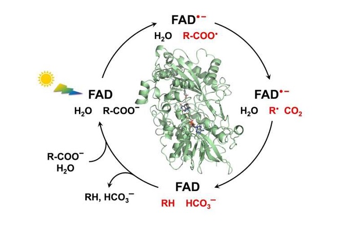 Yeşil Kimya ve Biyoyakıt: FAP Fotoenziminin Mekanizması
