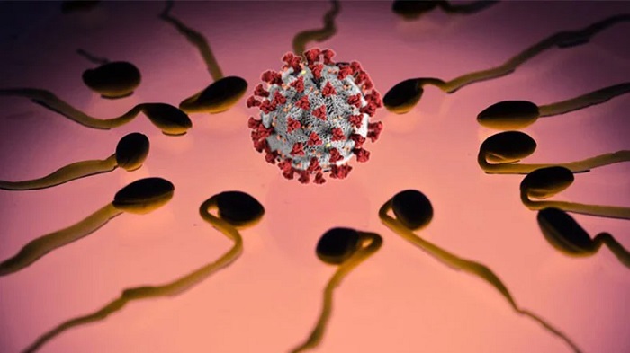 Covid-19 Aşıları, Söylendiği gibi Sperm Sayısını Düşürüyor mu? Yeni Araştırmanın Sonuçları Belli Oldu
