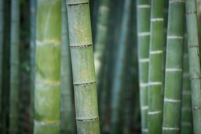 Araştırmacılar Bambuyu Güçlendirmek için Eşsiz Bir Bileşen Kullanıyorlar