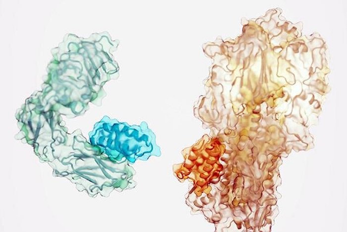 İlaç Tasarımlarında Güçlü, Spesifik Bağlayıcı Proteinler Üretebilen Yeni Yöntem