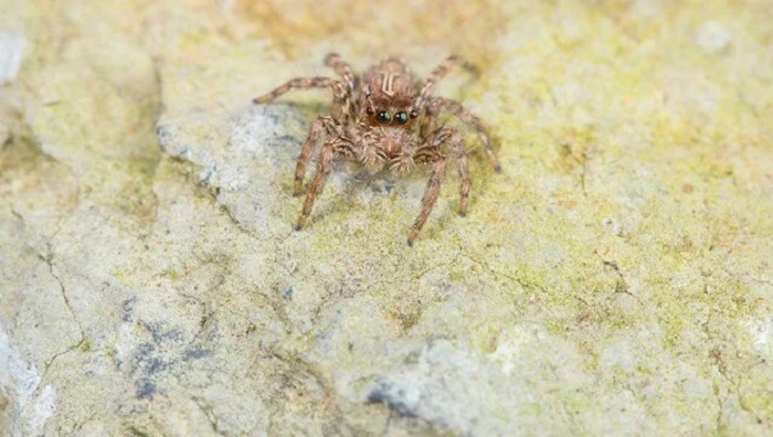 Avustralya’da Örümcek Zehrinden Kalp Krizi İlacı Geliştirildi