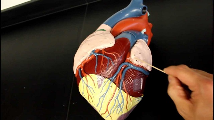 İnsan Kalbinin Küçük Bir Kısmı Laboratuvarda Sıfırdan Geliştirildi