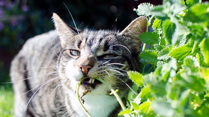 Kedi Nanesini Çiğneyen Kediler Bitkinin Böcek Kovma Gücünü Artırır