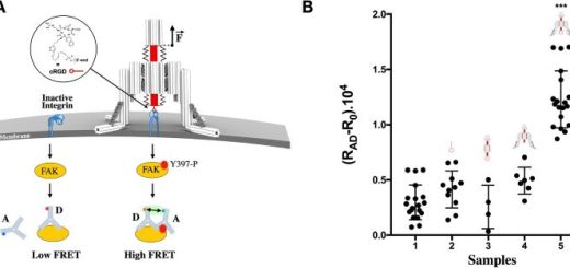 Hücre Süreçlerini Keşfetmek İçin Tamamen DNA'dan İnşa Edilmiş Bir 'Nano-Robot' Tasarlandı