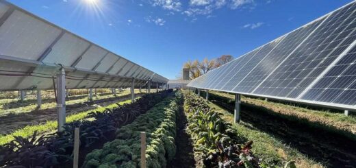 Bitkilerden Elektriğe