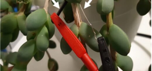 Canlı Bitki 'Biyo-güneş Pillerinden' 'Yeşil' Enerji Üretmek