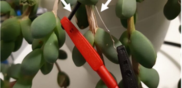 Canlı Bitki 'Biyo-güneş Pillerinden' 'Yeşil' Enerji Üretmek