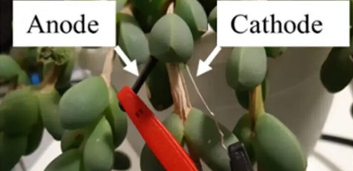 Bitkilerin Yüzde 100 Doğal Elektrik Kaynağı Olduğu Tespit Edildi