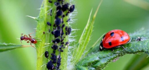 Doğal Bir Kimyasal Savunma Sistemi: Yaprak Bitlerindeki Hardal Yağı Bombaları