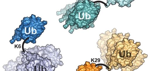 Karmaşık Proteinlerin Moleküler Dinamiklerini Çözmek