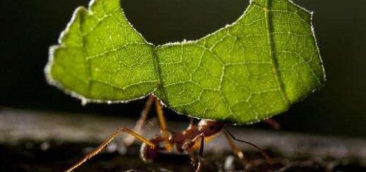 Yaprak Kesen Karıncalar, Mantarlarla Beraber Bitkileri Parçalayıp Biyoürünlere Dönüştürüyor